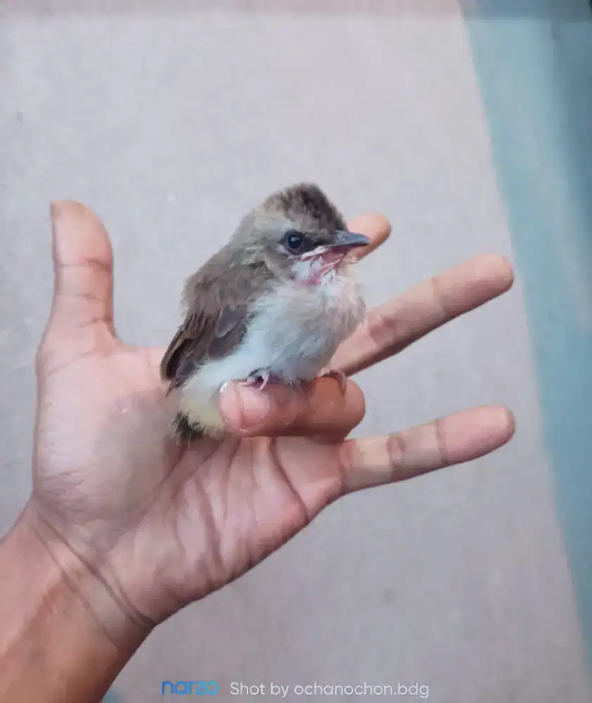 Berbagai macam anakan burung