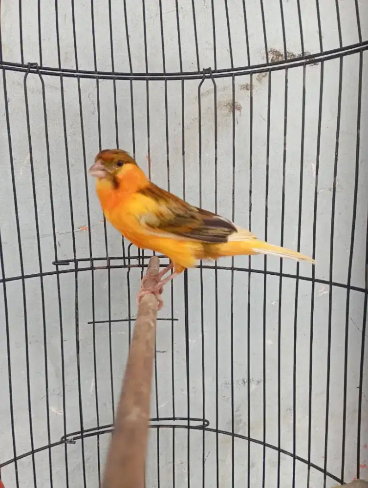 Burung Kenari Gacor warna unik