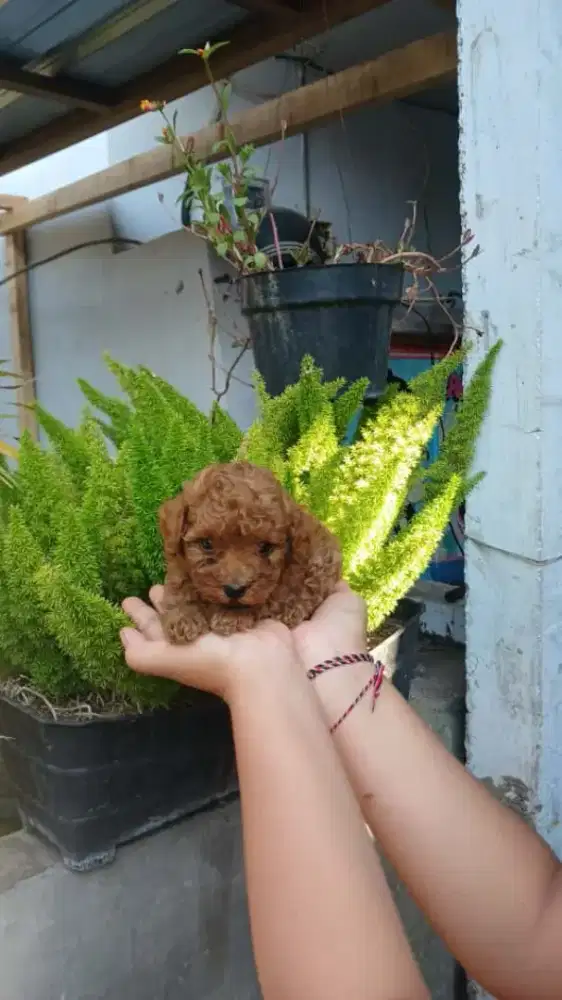 Toy poodle 1,5bln