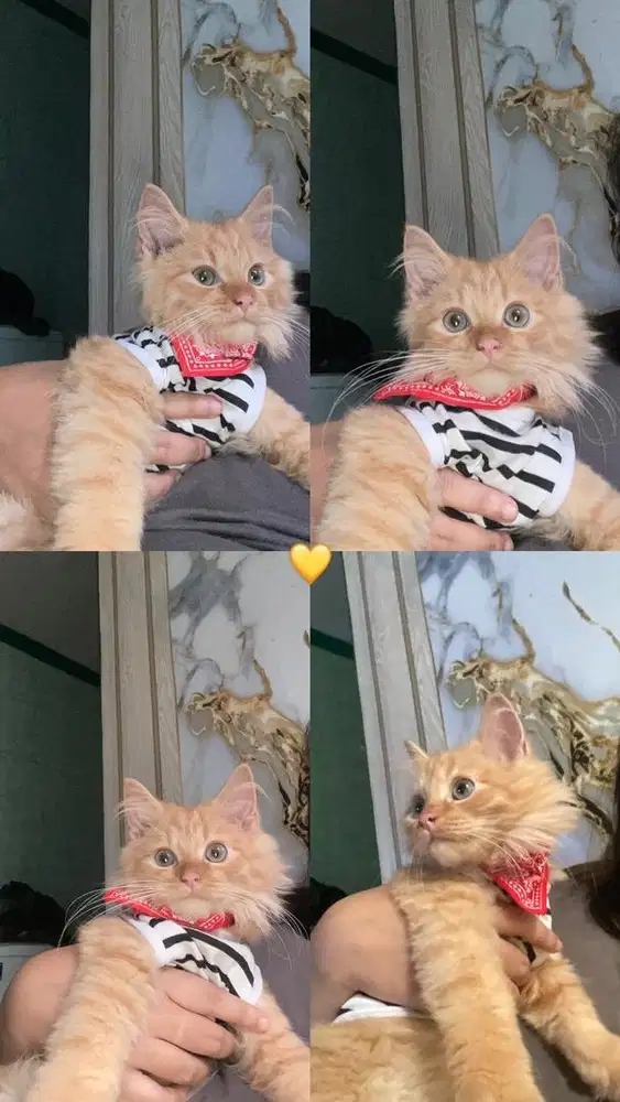 Kucing persia x maincoon