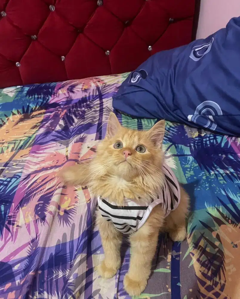 Kucing persia x maincoon