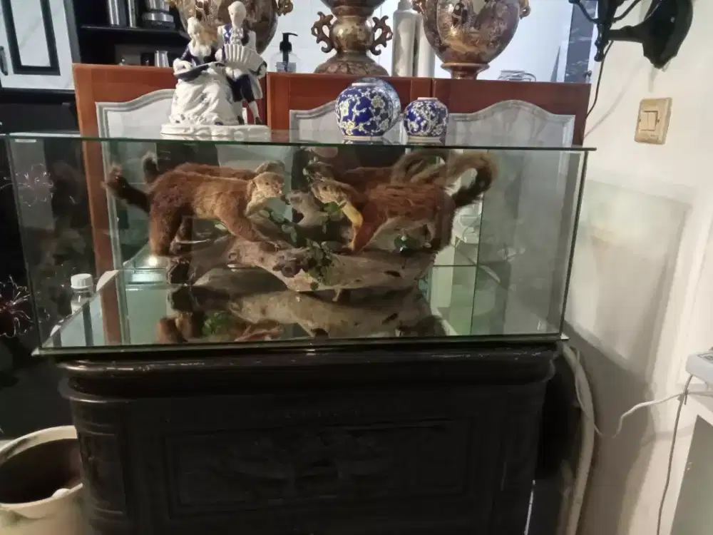 aquarium khias isi 2 bajing