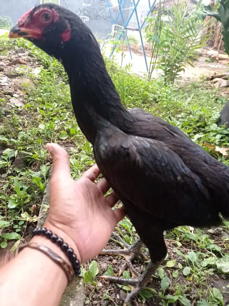Ayam betina pamagon