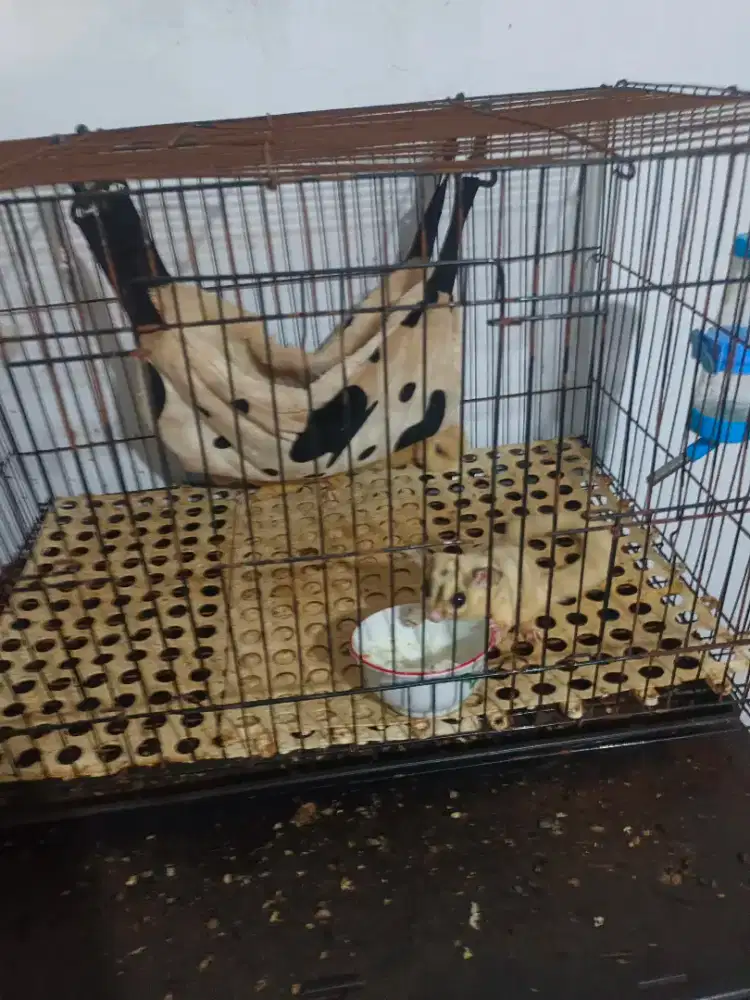 sugar glider mozaik jantan