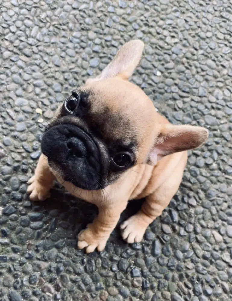 french buldog betina stmb