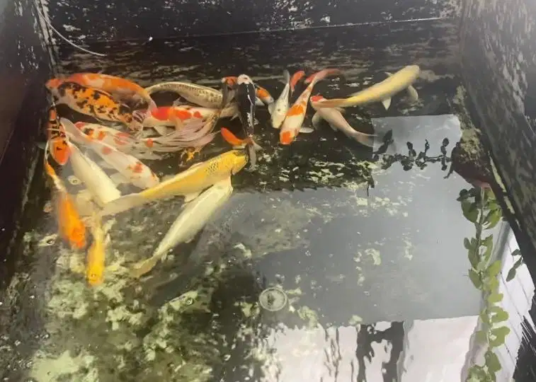 IKAN KOI PELIHARAAN