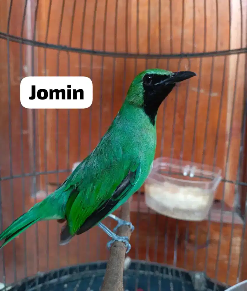 Burung Jomin nopeng