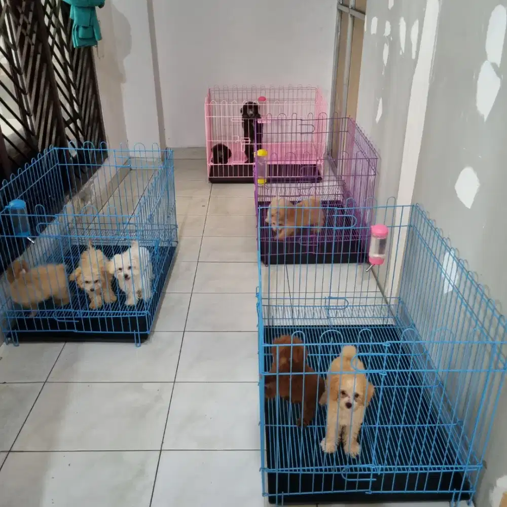Di cari kennel boy untuk mengurus anjing poodle