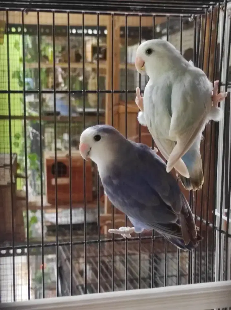 Sepasang Lovebird Non Klep Cantik Siapan