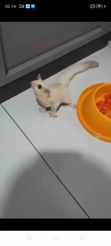 Sugar Glider Creamino