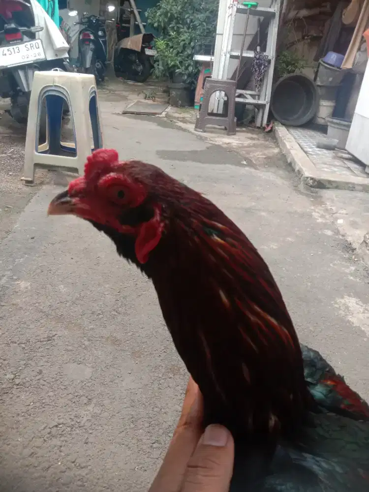 Ayam Pakhoy muda usia 9 bulan