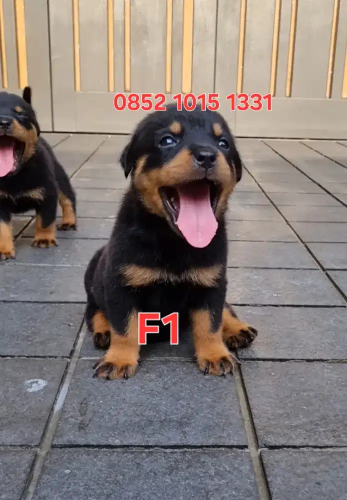 Rottweiler Puppies