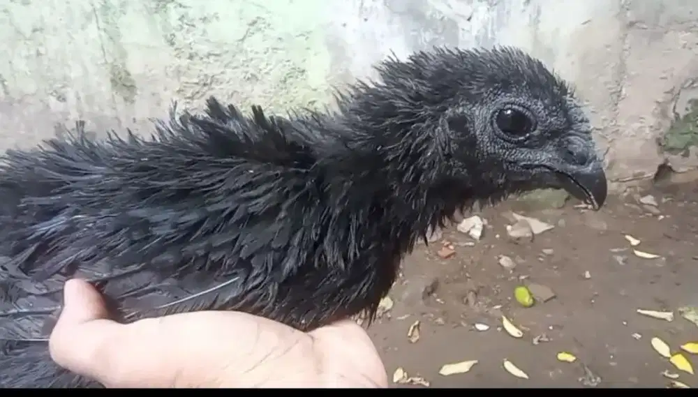 Cemani walik remaja LH