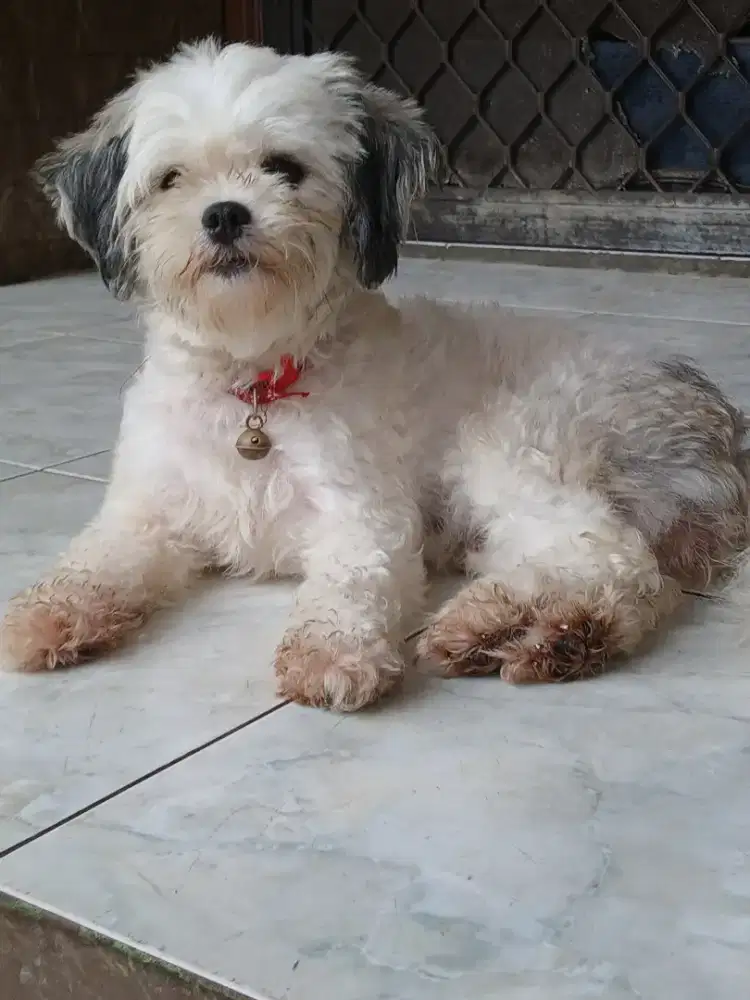 Jual anjing Shitzu Mix