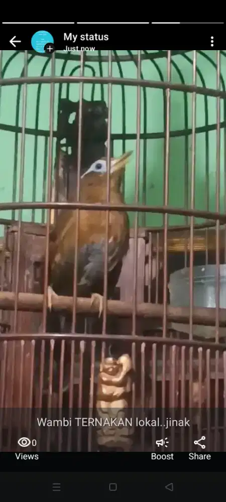 burung wambi hwamei hwamey besar ternakan lokal jinak gacor fullset