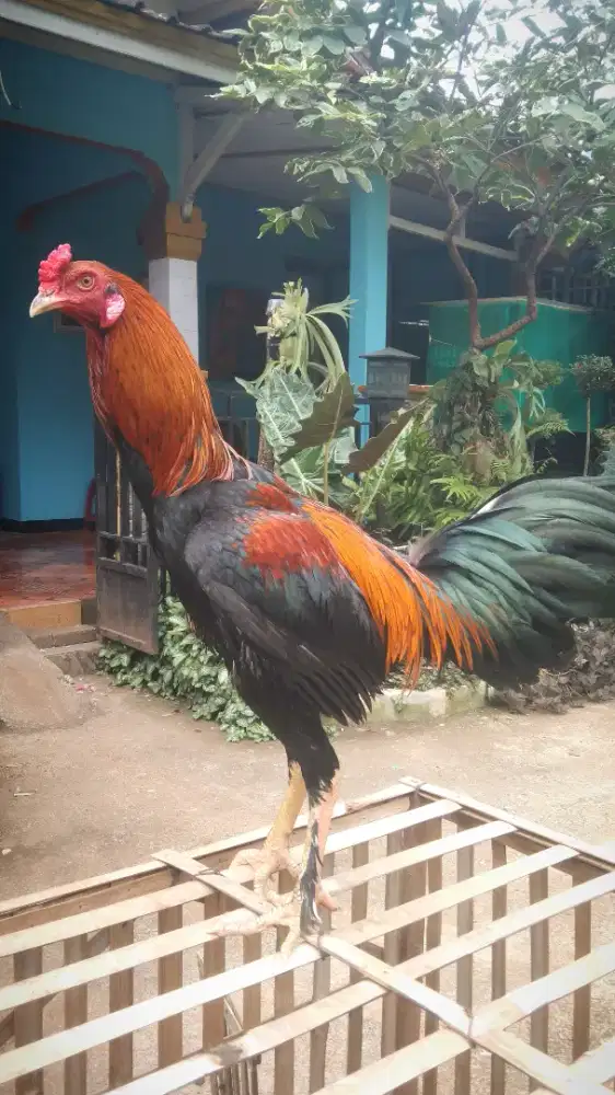 Ayam Jago Pama Kaki Sembang