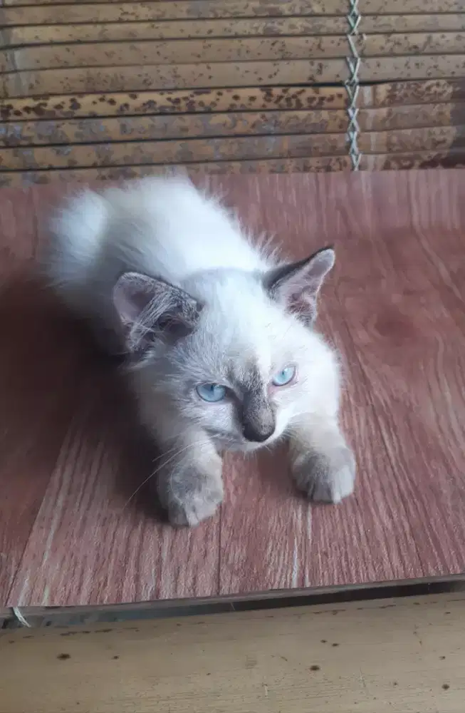 Kitten Mata Biru Persia Medium