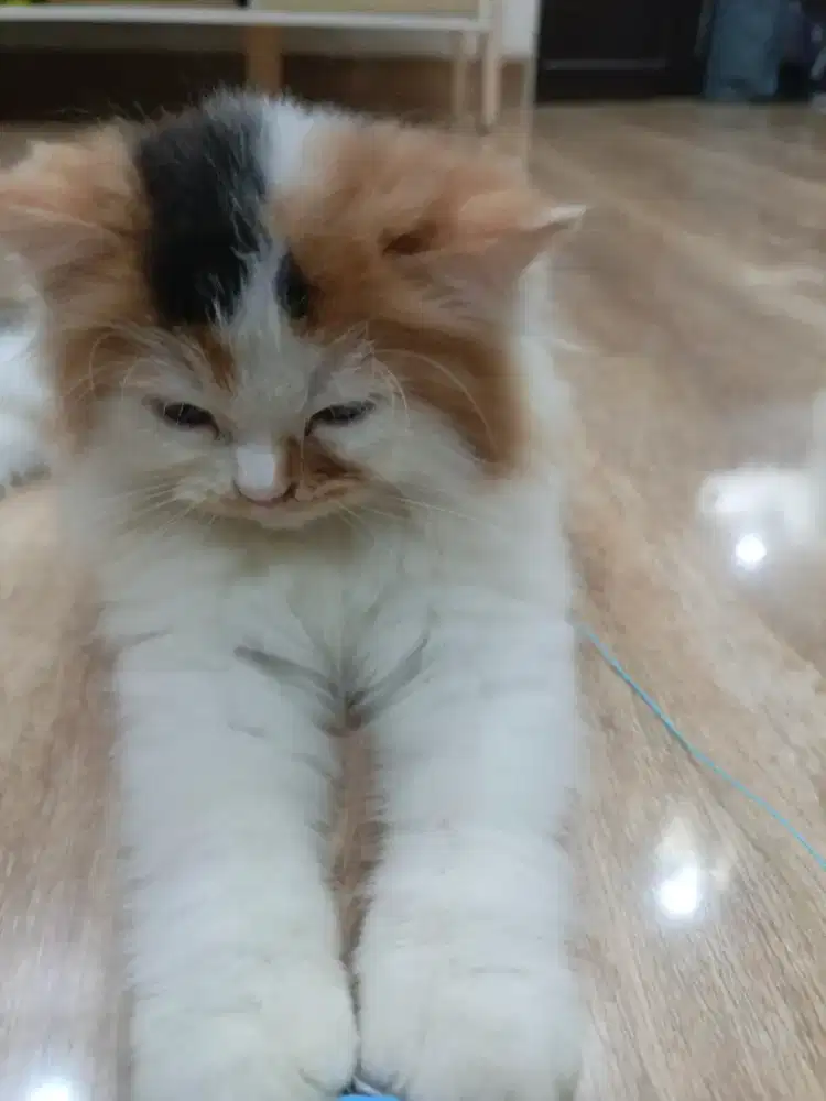 Kucing betina Persia 2bln setengah