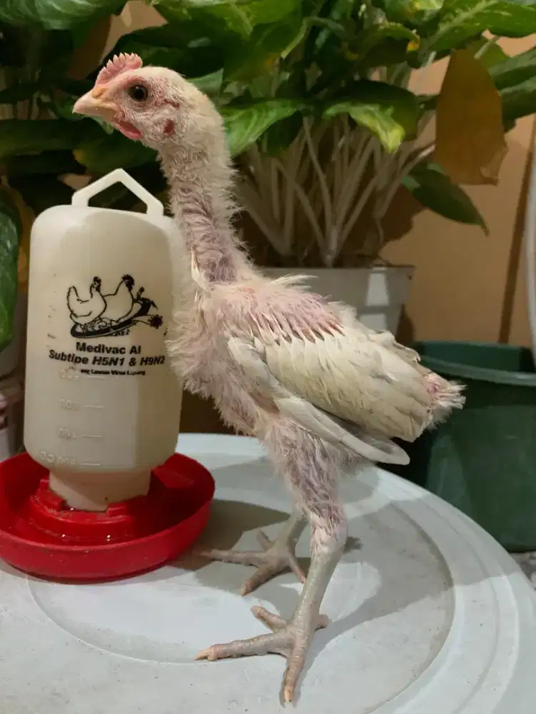 Ayam Pelung 1,5 bulan 2 jantan  270
