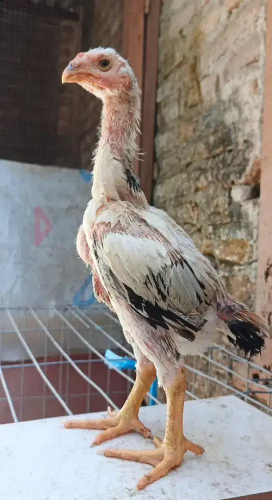 Anakan shamo Eropa 3c cerah