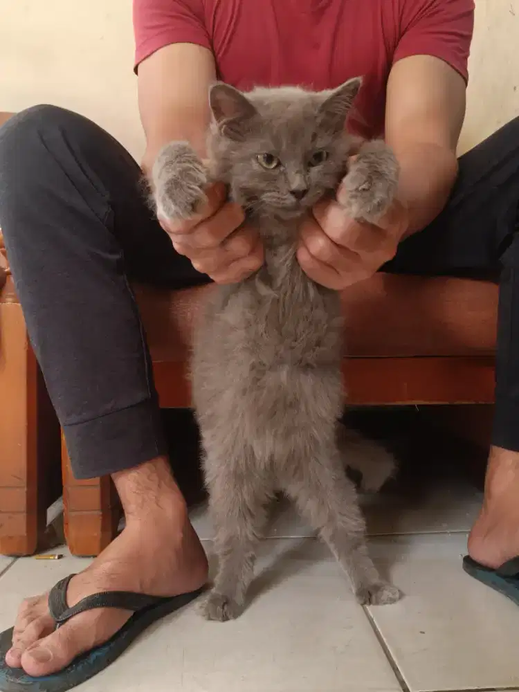 Blh kitten betina 3bln