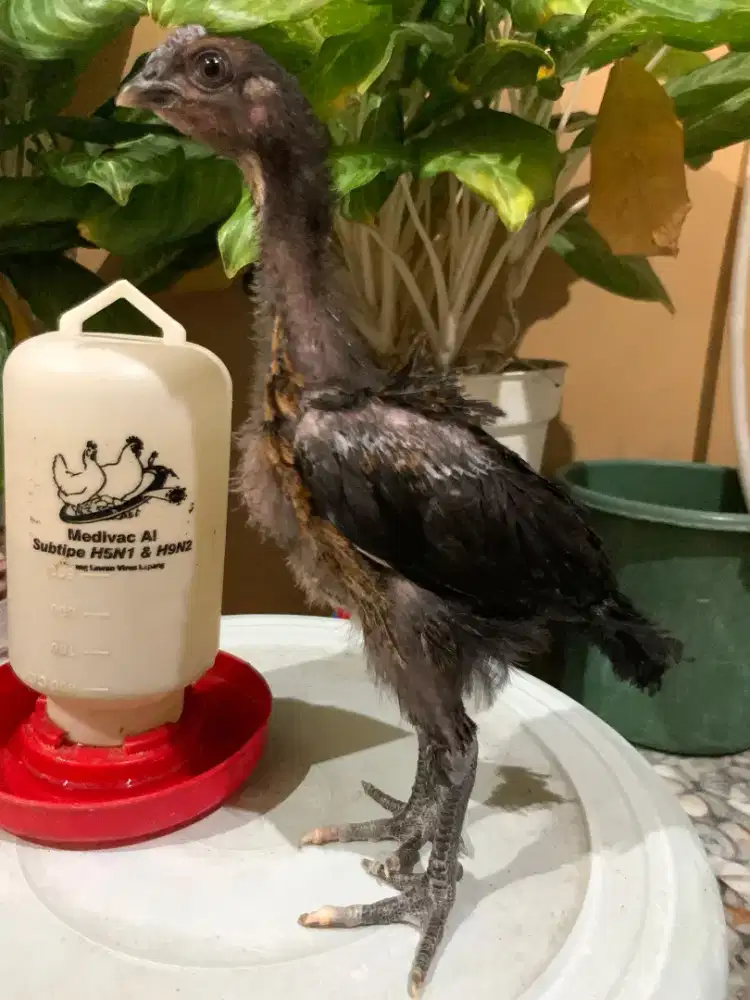 Ayam Pelung 1,5 bulan 2 jantan  270