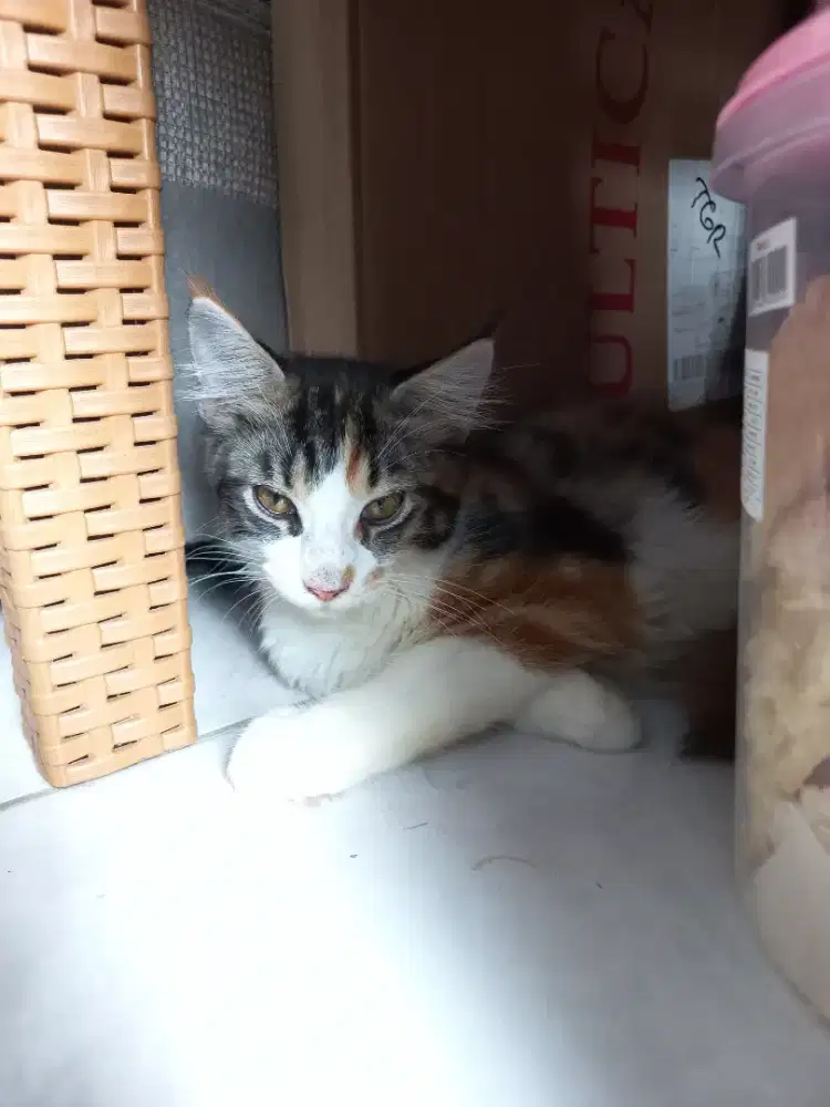 Kucing Betina bapak Ped ibu Non ped