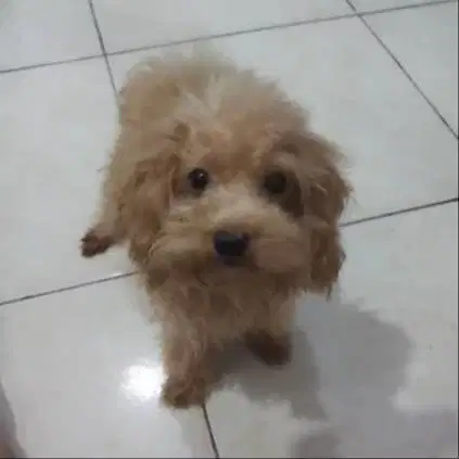 Poodle remaja apricot