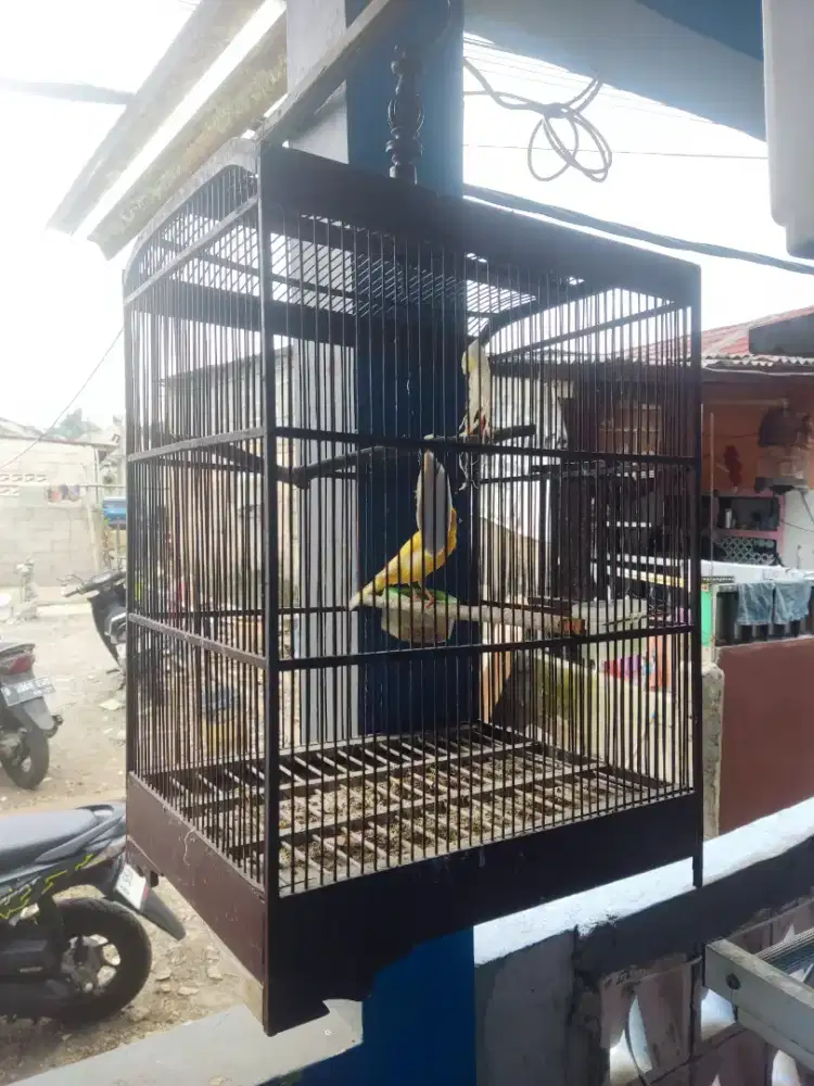 Di jual kenari betina sama kandang