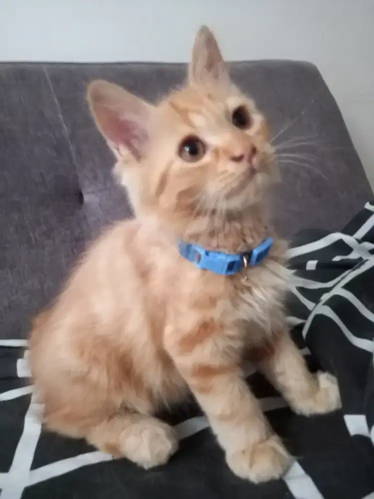 Jual kucing persia oren 3 bulanan