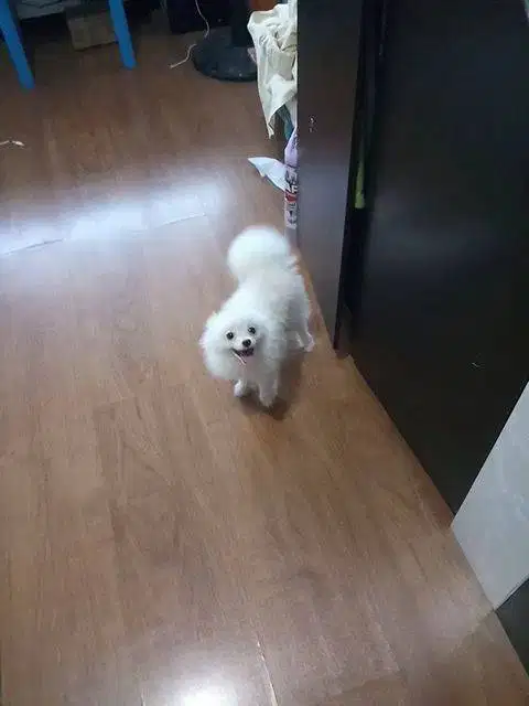 Pom snow white jantan