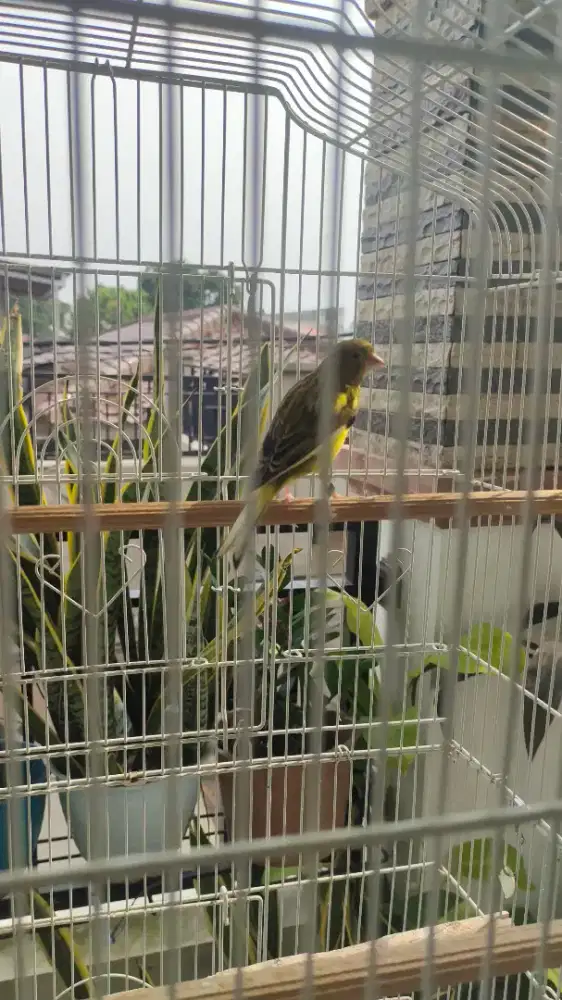Kenari Loper Warna Bon kuning