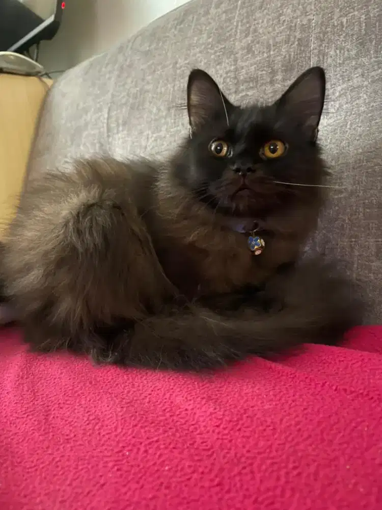 Jual kucing persia 8 bulan