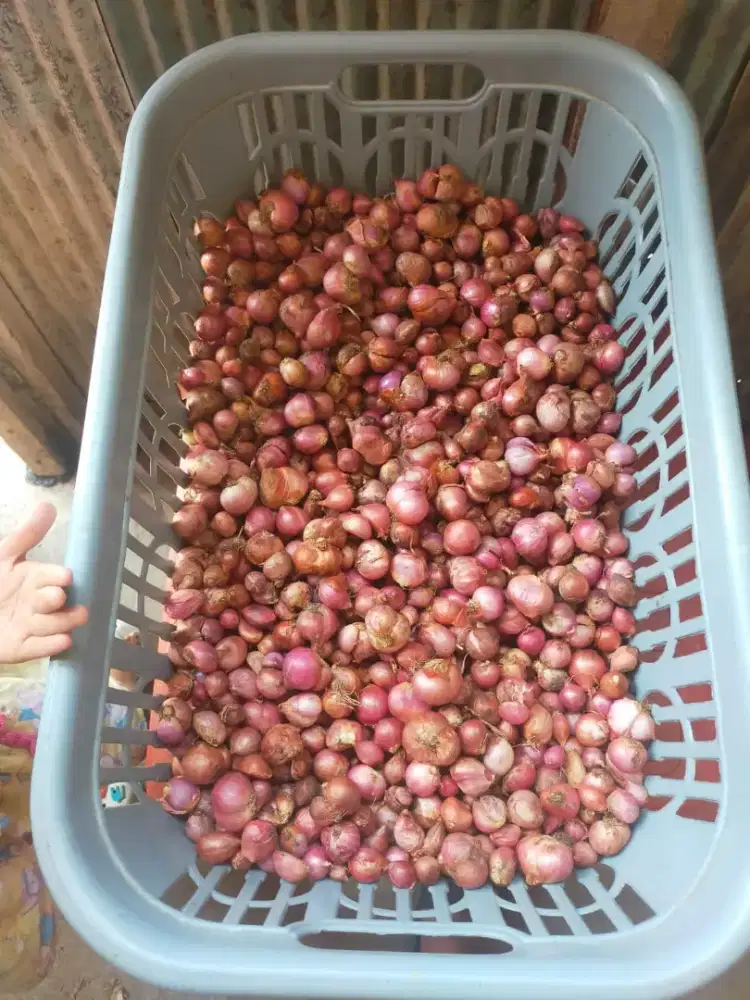 Bawang merah bima