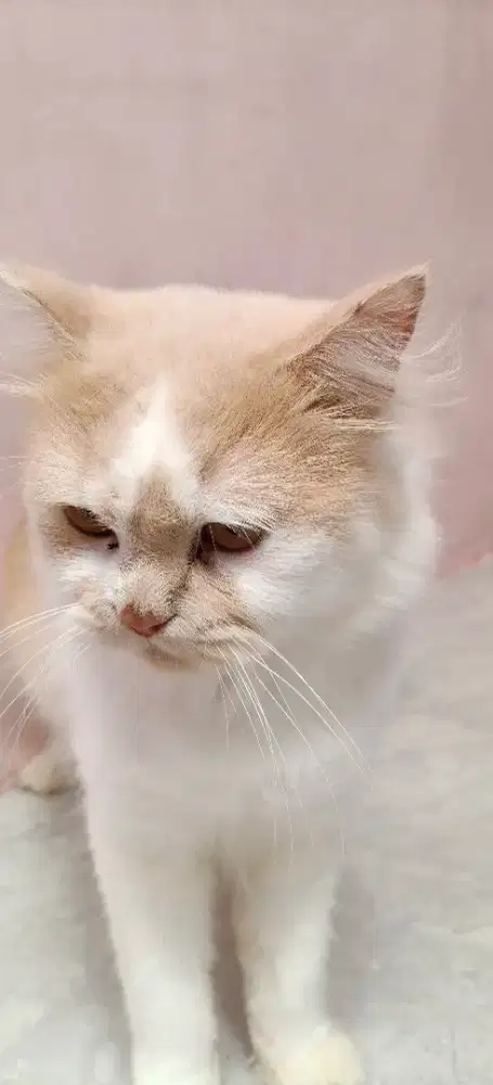 Kucing oyen Persia long hair
