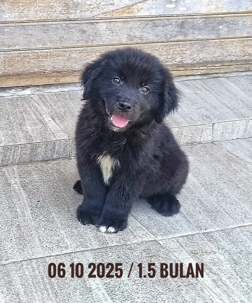 Anakan anjing mix golden vs border collie