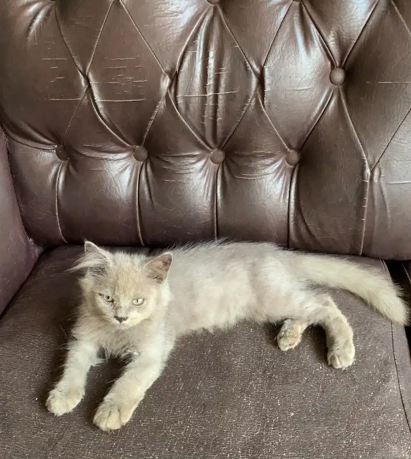 Kucing Kitten BSH mix Scottish Longhair