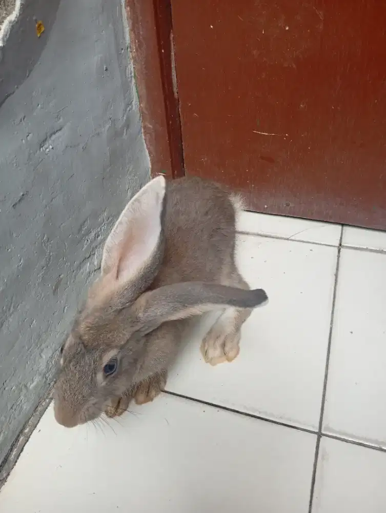 Kelinci betina umur 5 bulan kurang lebih