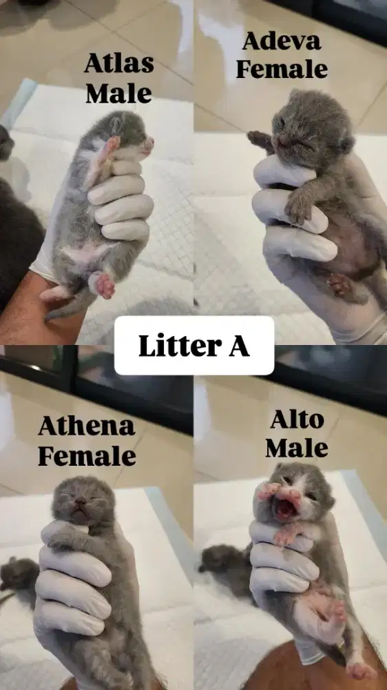 LEPAS ADOPT BRITISH SHORTHAIR