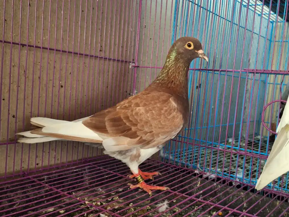 Merpati kolong / tinggian