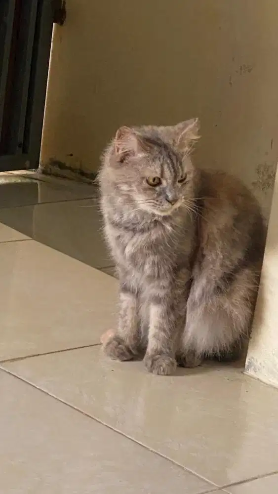 Persia, abu marble, bulu kapas
