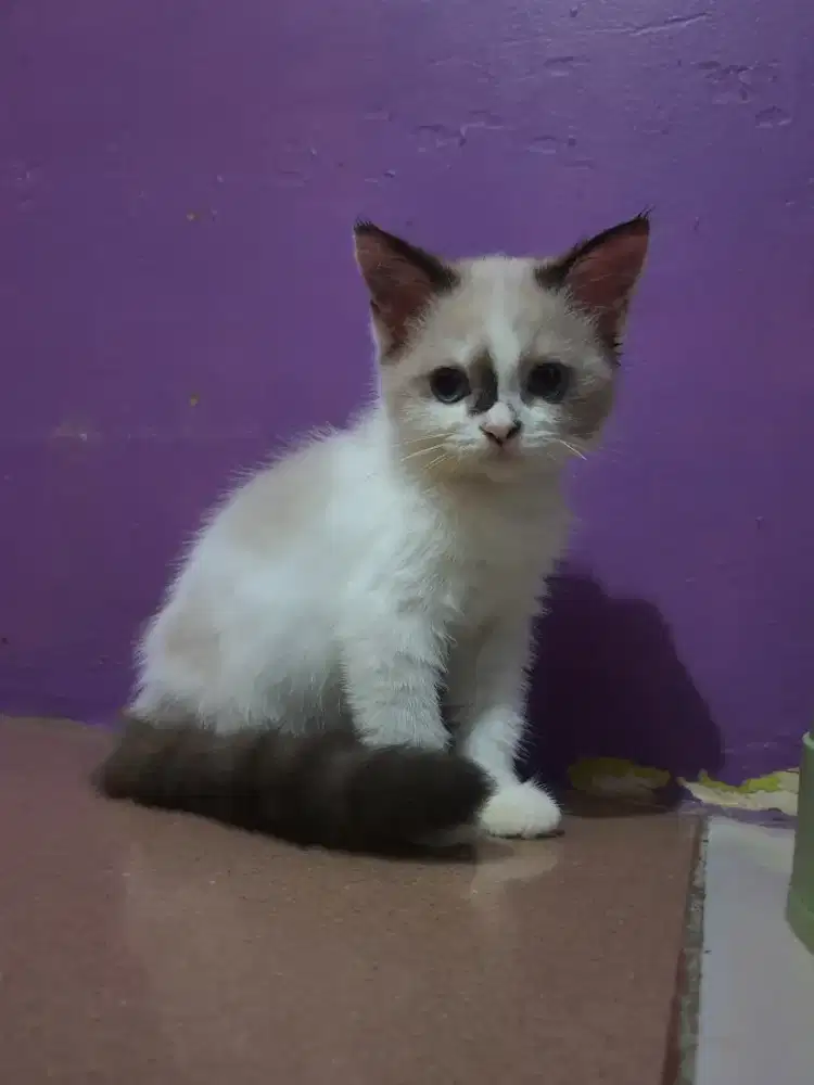 MIXBREED RAGDOLL X BSH BICO BLUE
