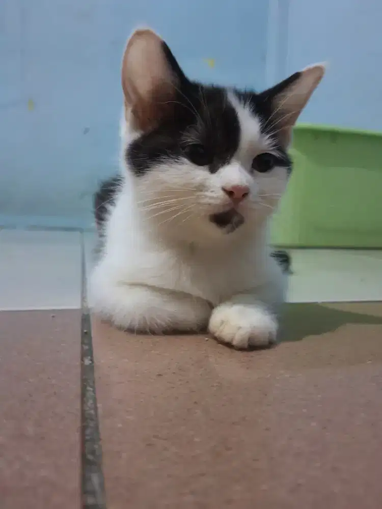 BRITISH SHORTHAIR DAN RAGDOLL