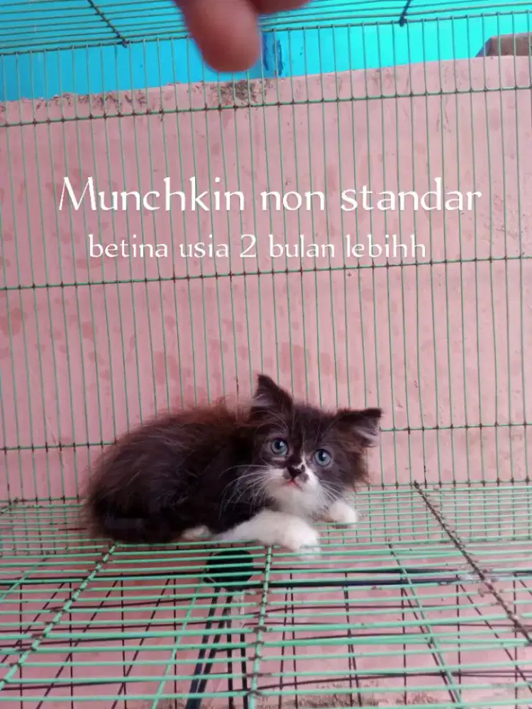 Kucing Munchkin non standar