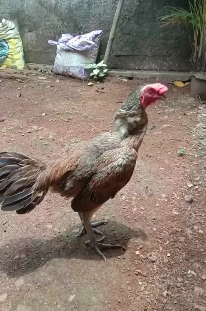 Ayam jago mangon bulbi