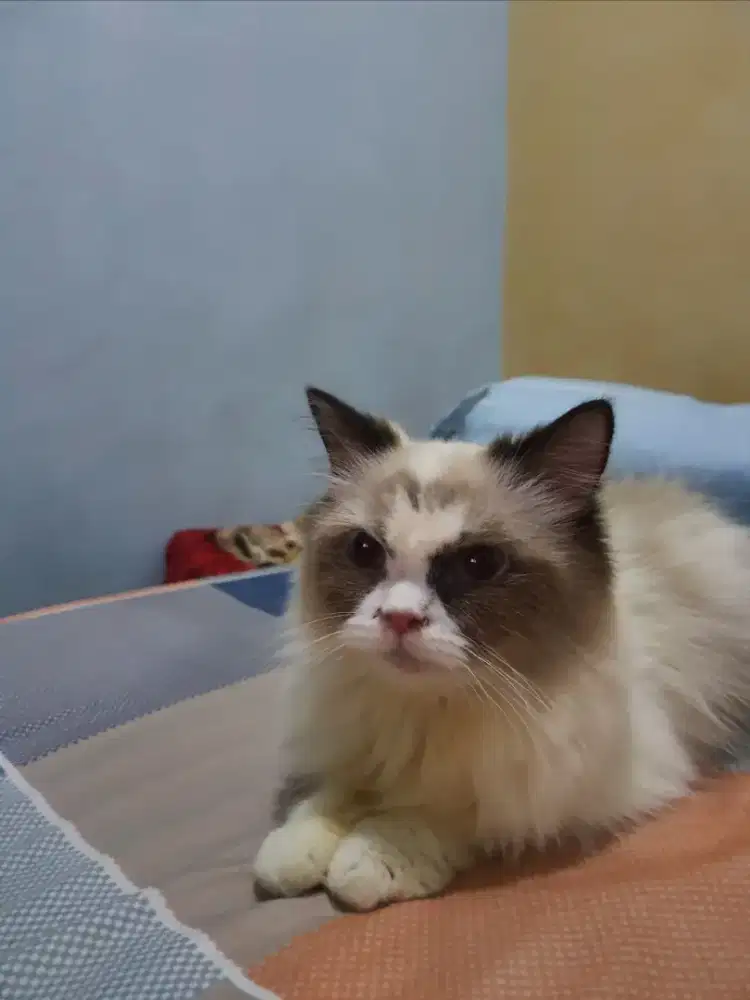KUCING RAGDOLL BETINA