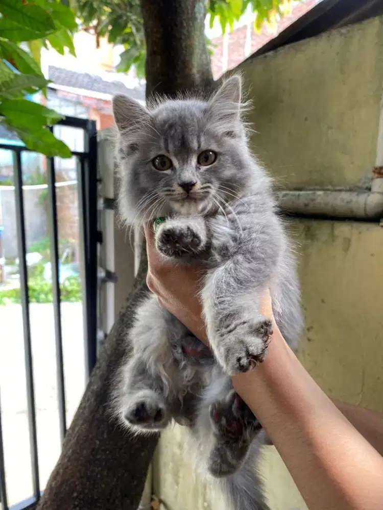 Kitten presmed 2,5 betina