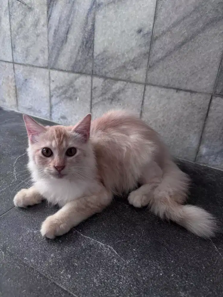 Kitten Jantan 3 Bln