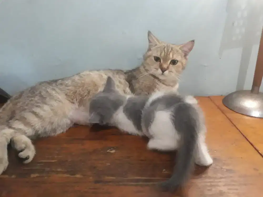 Dijual BSH Black Golden Tabby