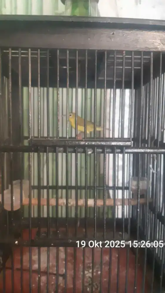 Burung kacamata murmer